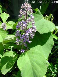 Cornutia grandifolia, Tropical lilac, African lilac, Jamaican lilac Cornutia grandifolia, Tropical lilac, African lilac, Jamaican lilac