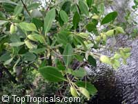 Avicennia germinans, Black Mangrove