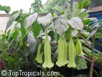 Portlandia domingensis, Cubanola domingensis, Cubanola, Tree Lily, Campanita Criolla Portlandia domingensis, Cubanola domingensis, Cubanola, Tree Lily, Campanita Criolla
