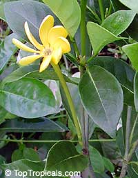 Gardenia tubifera Kula, Gardenia pfordii, Golden Gardenia, Kedah Gardenia Gardenia tubifera Kula, Gardenia pfordii, Golden Gardenia, Kedah Gardenia