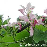 Bauhinia monandra, Orchid tree, Napoleon Bauhinia monandra, Orchid tree, Napoleon