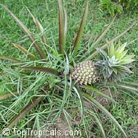 Ananas comosus, Pineapple, Pina