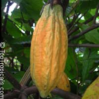 Theobroma cacao, Chocolate Tree, Cacao, Cocoa Tree
