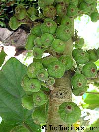 Ficus sycomorus, Common Cluster Fig