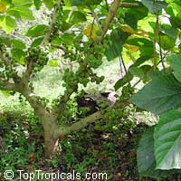 Ficus sycomorus, Common Cluster Fig