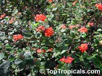 Rondeletia odorata, Rondeletia speciosa, Rondeletia coccinea, Panama Rose