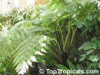 Cyathea cooperi, Sphaeropteris cooperi, Australian Tree fern, Hapuu Fern