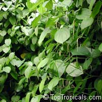 Piper betle, Betel leaf