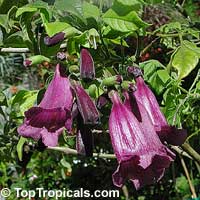 Jacaranda jasminoides, Jacaranda curialis, Bignonia curialis Jacaranda jasminoides, Jacaranda curialis, Bignonia curialis