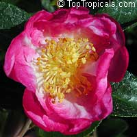 Camellia japonica, Camellia sasanqua, Camellia Camellia japonica, Camellia sasanqua, Camellia