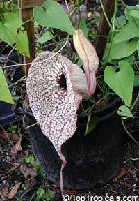 Aristolochia grandiflora, Calico Flower, Pelican Flower