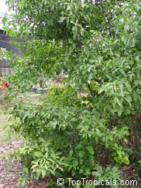 Melicoccus bijugatus, Melicocca bijuga, Spanish Lime, Genip, Mamoncillo, Quenepa, Limoncillo Melicoccus bijugatus, Melicocca bijuga, Spanish Lime, Genip, Mamoncillo, Quenepa, Limoncillo