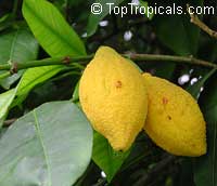 Rheedia longifolia, Charichuela, Bumpy Lemon, Garcinia
