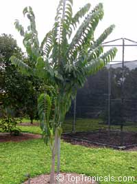 Annona cherimola x Annona squamosa, Atemoya