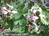 Bauhinia purpurea, Orchid Tree, Butterfly Tree