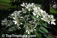 Euphorbia leucocephala, Pascuita, Snows of Kilimanjaro, White Small Leaf Poincettia, Snow Bush, White-laced euphorbia, Snow Flake, Poinsettia