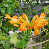 Tecomaria capensis Salmon, Tecoma capensis Salmon, Salmon tecomaria, cape honeysuckle