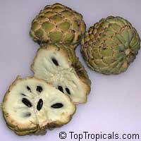 Annona squamosa - seeds

Click to see full-size image