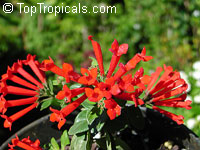 Bouvardia ternifolia, Scarlet bourvardia, Trumpetilla