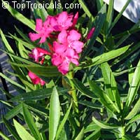 Nerium oleander, Oleander Nerium oleander, Oleander