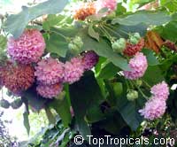 Dombeya wallichii, Dombeya cayeuxii, Dombeya acutangula, Dombea, Tropical Hydrangea