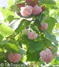 Dombeya wallichii, Dombeya cayeuxii, Dombeya acutangula, Dombea, Tropical Hydrangea