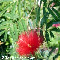 Calliandra tweedii, Inga pulcherrima, Red tassel flower Calliandra tweedii, Inga pulcherrima, Red tassel flower