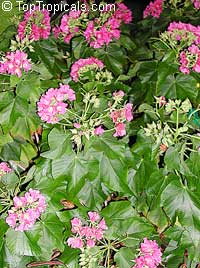Dombeya x seminole, Tropical Rose Hydrangea