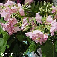 Dombeya x seminole, Tropical Rose Hydrangea