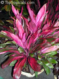Cordyline fruticosa, Cordyline terminalis, Hawaiian Ti Leaf
