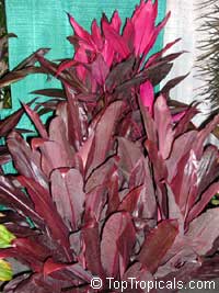 Cordyline fruticosa, Cordyline terminalis, Hawaiian Ti Leaf