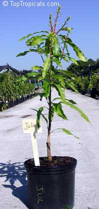 Mangifera indica Julie, Mango Julie (Dwarf) Mangifera indica Julie, Mango Julie (Dwarf)