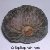Annona reticulata, Custard Apple (Chirimoya - Cuba), Corazon