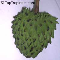 Rollinia deliciosa, Rollinia mucosa, Biriba, Rollinia