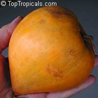 Pouteria campechiana, Canistel, Eggfruit, Chesa