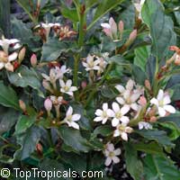 Mitriostigma axillare, Gardenia citriodora, African Gardenia