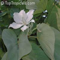 Bauhinia variegata Alba, Bauhinia variegata Candida, White orchid tree, White Mountain Ebony