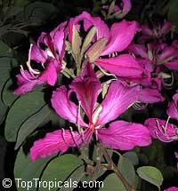 Bauhinia blakeana, Hong Kong Orchid Tree Bauhinia blakeana, Hong Kong Orchid Tree