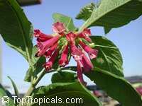 Iochroma coccinea, Iochroma cyaneum