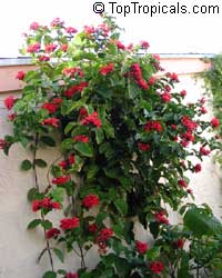 Clerodendrum splendens, Flaming glorybower, Clerodendron