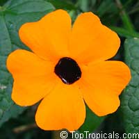 Thunbergia alata, Black eye Susan