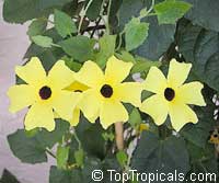 Thunbergia alata, Black eye Susan