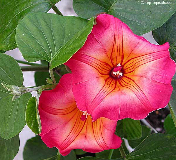 flowering hawaii vines origin vine bell braveheart hawaiian tropical sunset vine hawaiian