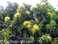 Xanthostemon chrysanthus, Golden Penda, Expo gold, Junjum Xanthostemon chrysanthus, Golden Penda, Expo gold, Junjum