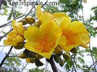 Cochlospermum vitifolium, Buttercup tree, Mountain Cotton, Cotton-tree