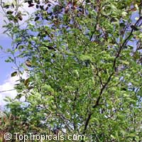 Pithecellobium ebano, Ebenopsis ebano, Texas Ebony, Ebony Blackbead, Apples Earring