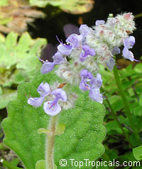 Ocimum kilimanscharicum (?) Ocimum kilimanscharicum (?)
