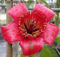 Bombax ceiba, Salmalia malabarica, Bombax malabaricum, Kapok tree, Silk Cotton Tree