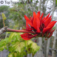 Erythrina indica, Coral Tree, Sunshine Tree