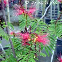 Calliandra houstoniana, Tree Calliandra, Powderpuff